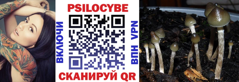 наркотики Камызяк Галлюциногенные грибы Psilocybine cubensis